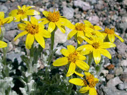 Image of common woolly sunflower