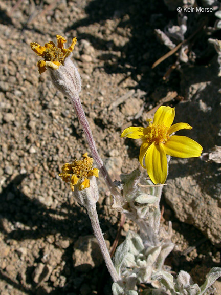 Image of common woolly sunflower