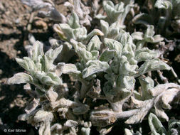 Image of common woolly sunflower