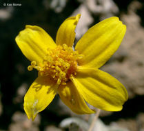 Image of common woolly sunflower