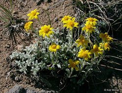 Image of common woolly sunflower