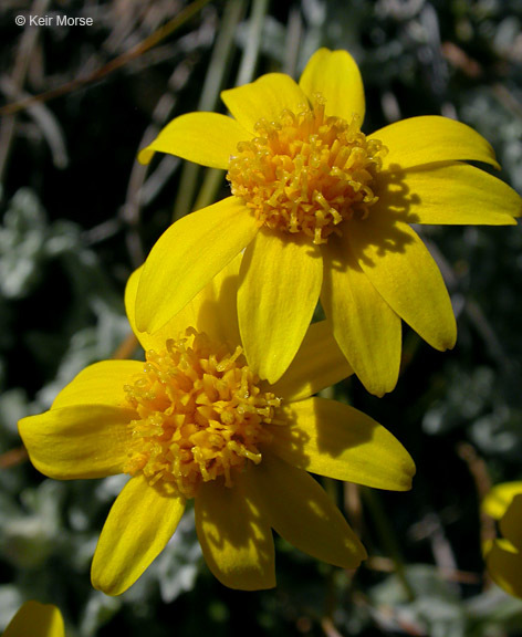 Image of common woolly sunflower