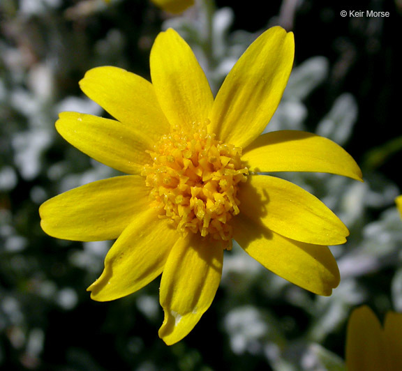 Image of common woolly sunflower