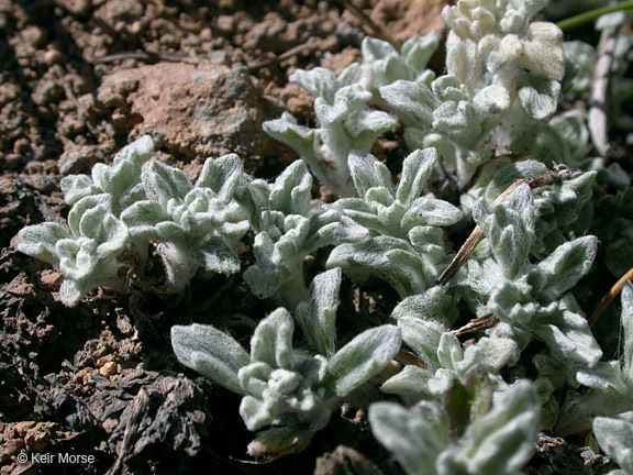 Image of common woolly sunflower