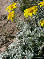 Image of common woolly sunflower