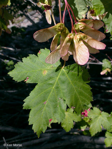 Acer glabrum Torr. resmi