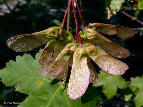 Acer glabrum Torr. resmi