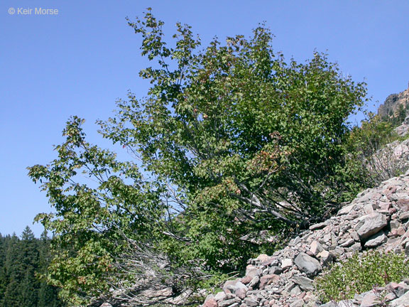 Image of Rocky Mountain maple