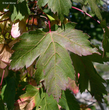 Image of Rocky Mountain maple