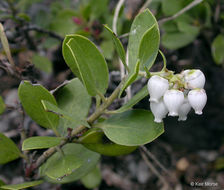 Слика од Arctostaphylos nevadensis A. Gray