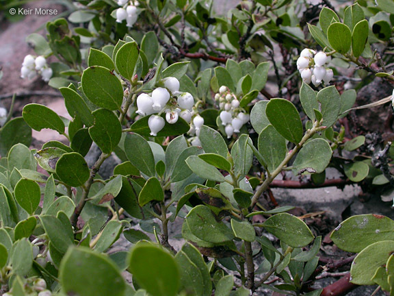 Слика од Arctostaphylos nevadensis A. Gray