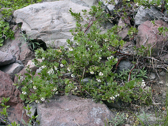 Слика од Arctostaphylos nevadensis A. Gray