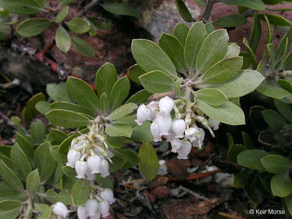 Слика од Arctostaphylos nevadensis A. Gray