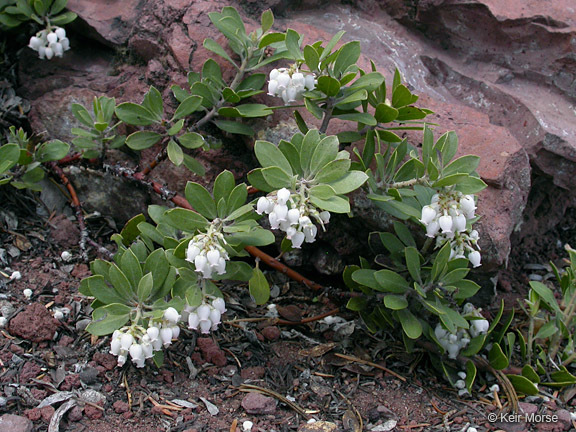 Слика од Arctostaphylos nevadensis A. Gray