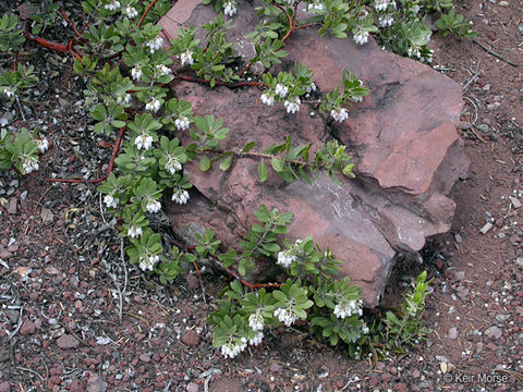 Image of pinemat manzanita