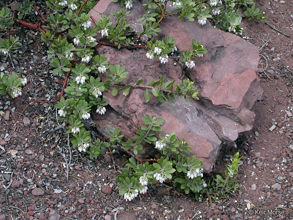 Слика од Arctostaphylos nevadensis A. Gray