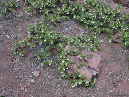 Слика од Arctostaphylos nevadensis A. Gray