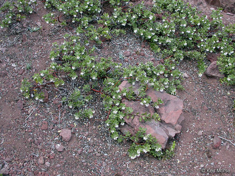 Image of pinemat manzanita