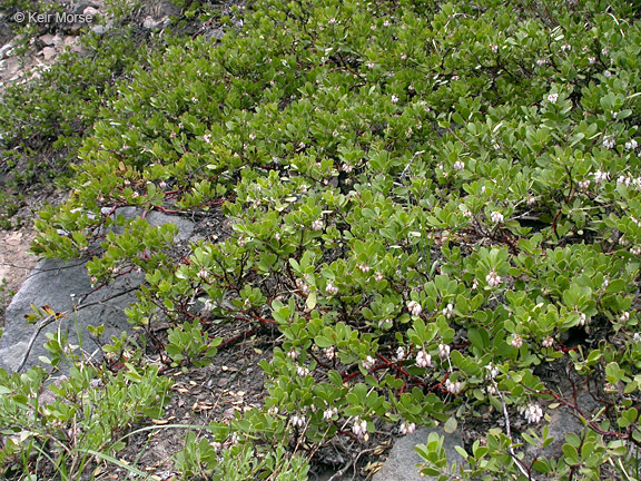 Слика од Arctostaphylos nevadensis A. Gray