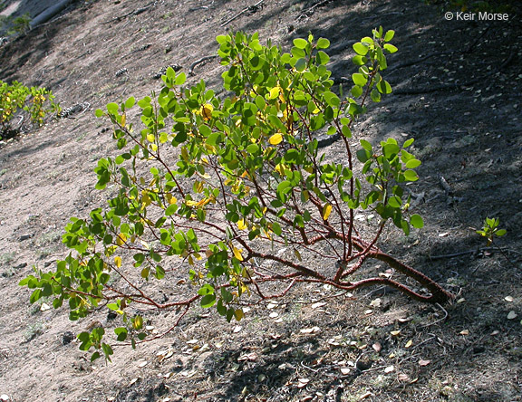 Image of greenleaf manzanita