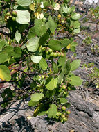 Image of greenleaf manzanita