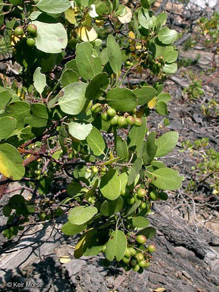 Image de Arctostaphylos patula Greene