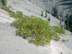 Image de Arctostaphylos patula Greene