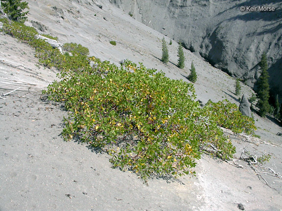 Imagem de Arctostaphylos patula Greene