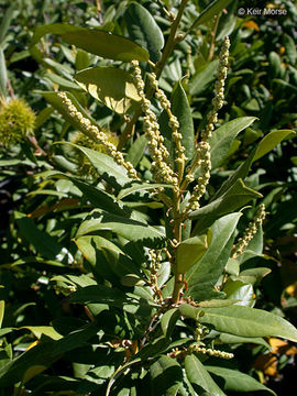 Image de Chrysolepis sempervirens (Kellogg) Hjelmq.