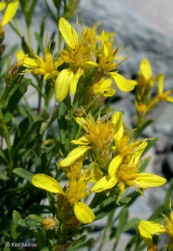 Слика од Ericameria bloomeri (A. Gray) Macbr.