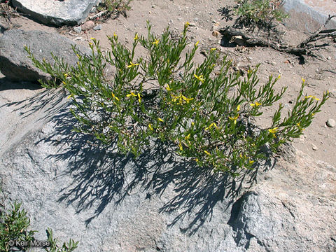 Слика од Ericameria bloomeri (A. Gray) Macbr.