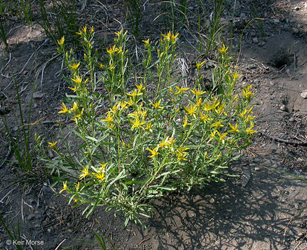 Слика од Ericameria bloomeri (A. Gray) Macbr.