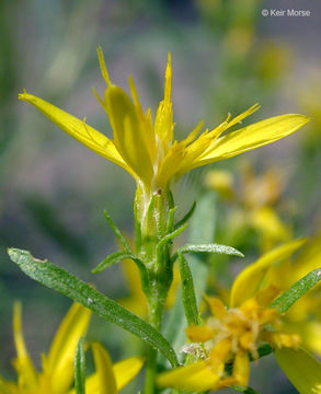 Image of rabbitbush