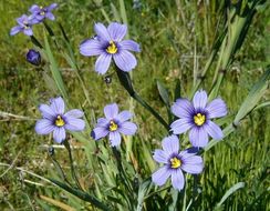 Sisyrinchium bellum S. Watson resmi