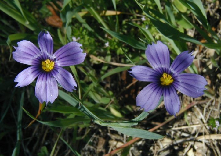 Sisyrinchium bellum S. Watson resmi