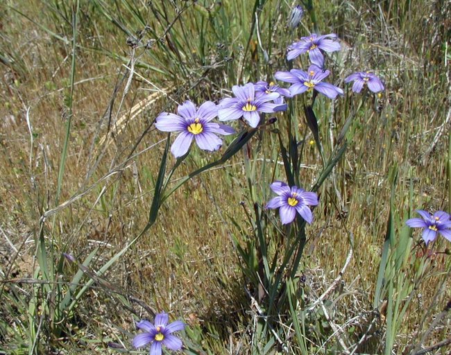 Sisyrinchium bellum S. Watson resmi