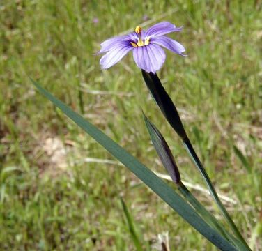 Image of western blue-eyed grass