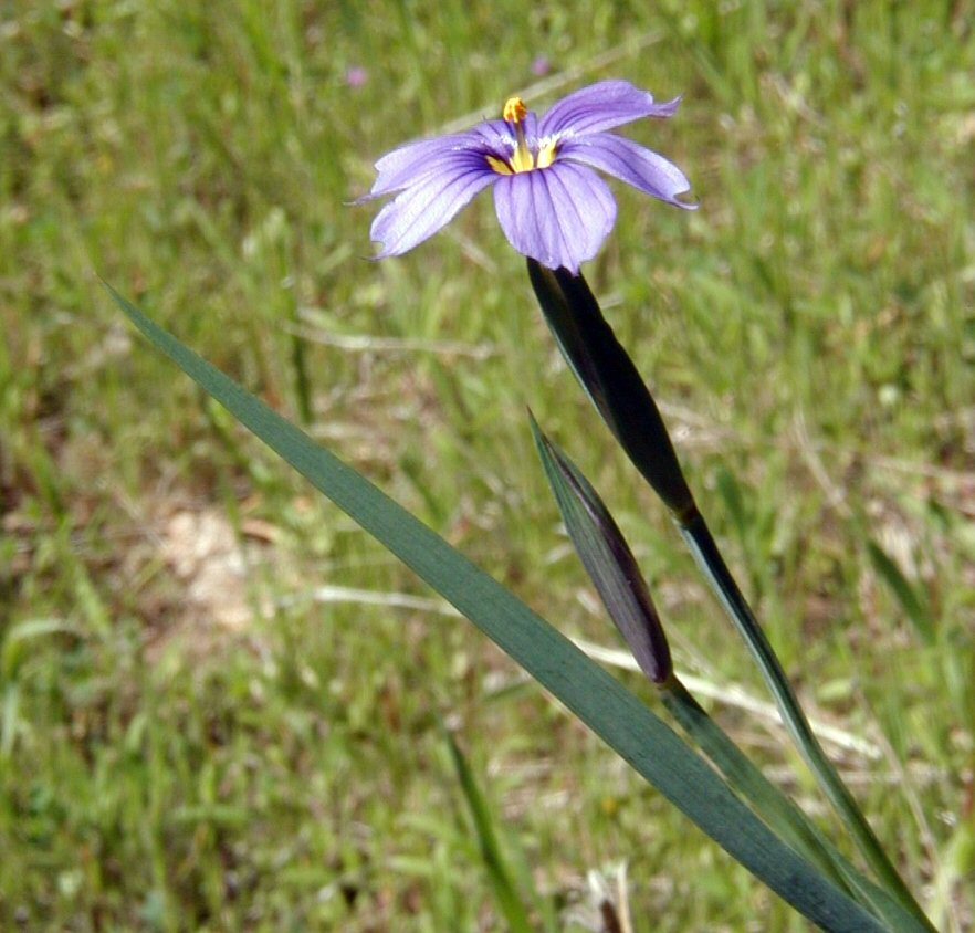 Sisyrinchium bellum S. Watson resmi