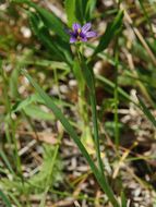 Image of Idaho blue-eyed grass