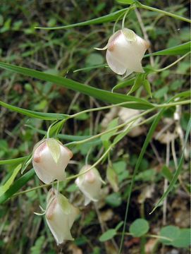 Image of White fairy-lantern