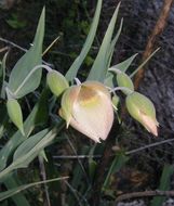 Image de Calochortus albus (Benth.) Douglas ex Benth.