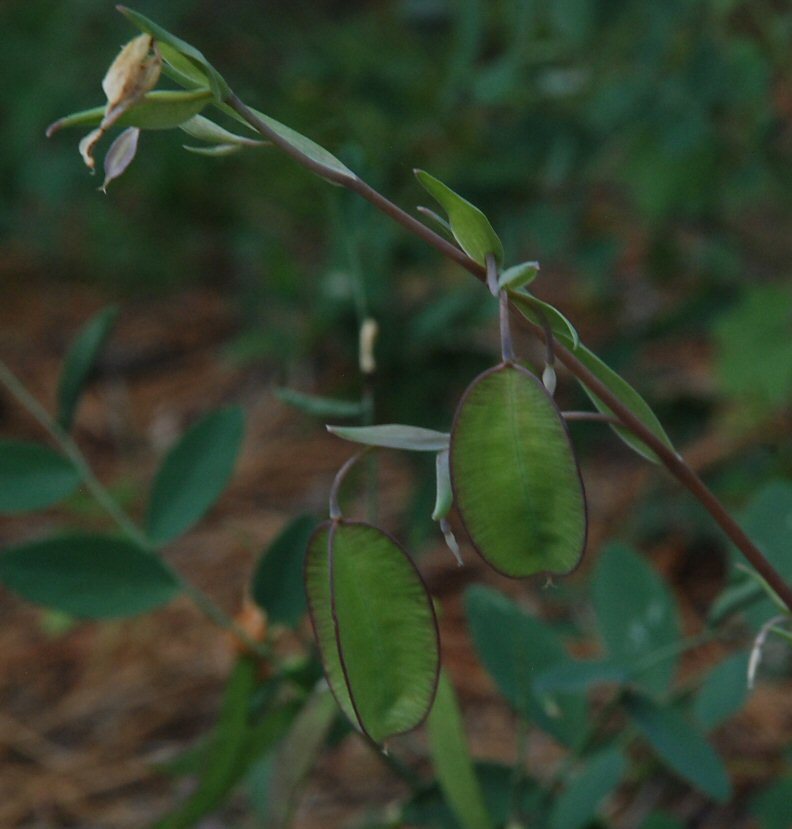 Image de Calochortus albus (Benth.) Douglas ex Benth.