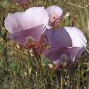 Image of clay mariposa lily