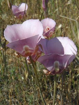 Image of clay mariposa lily