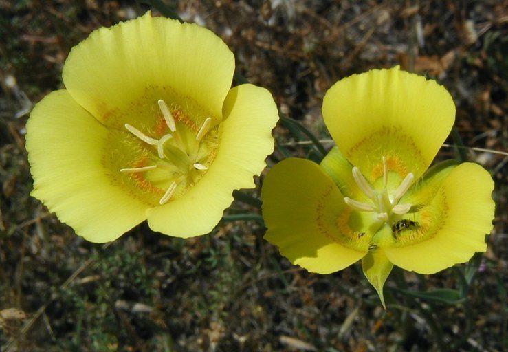 Image of yellow mariposa lily