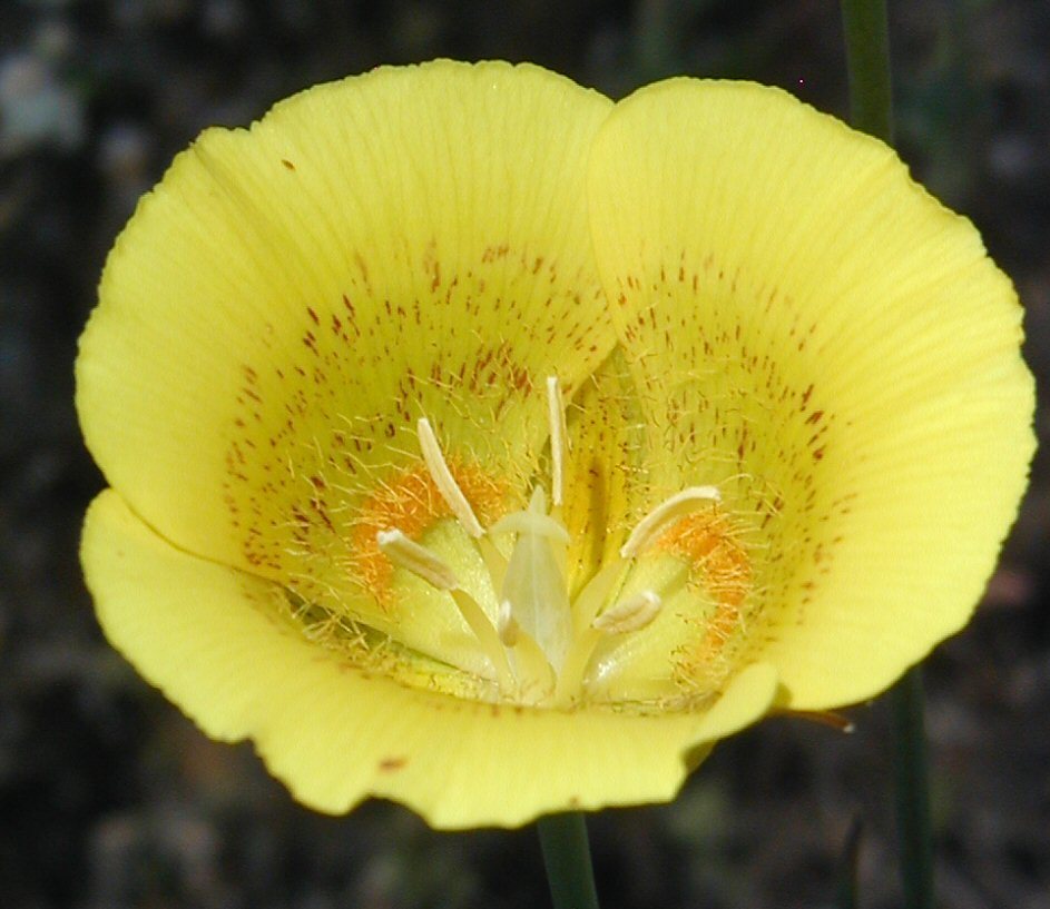 Image of yellow mariposa lily