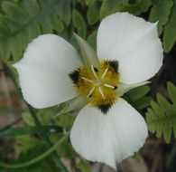 Imagem de Calochortus leichtlinii Hook. fil.