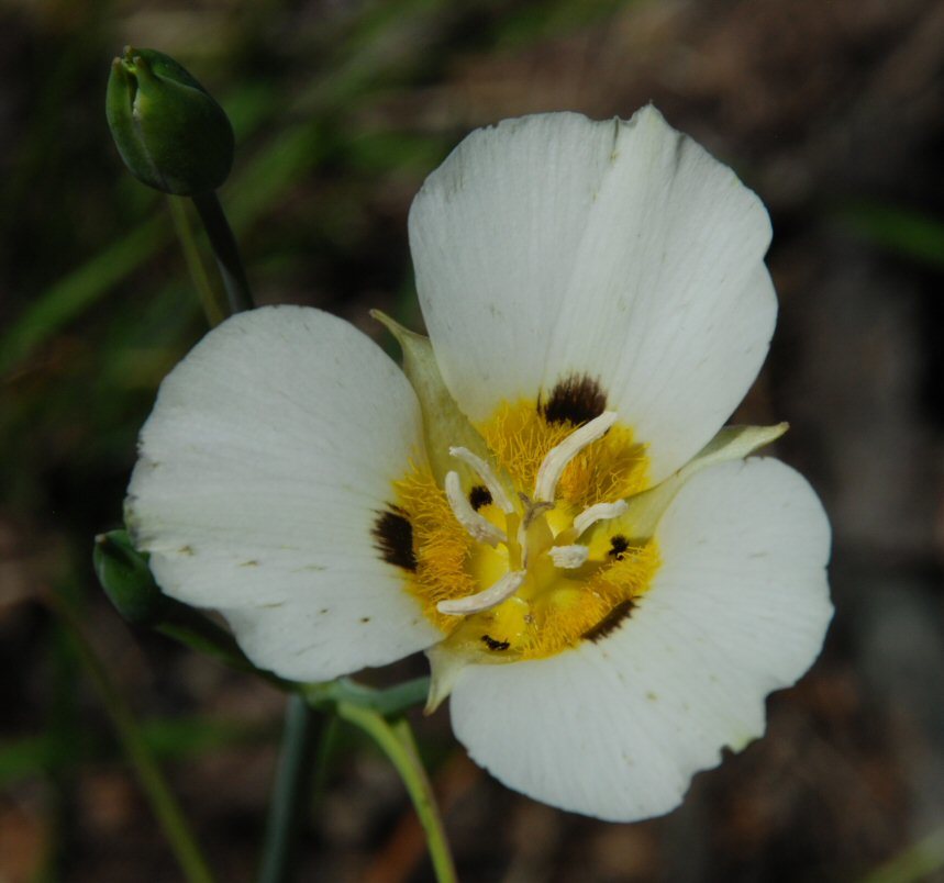 Imagem de Calochortus leichtlinii Hook. fil.