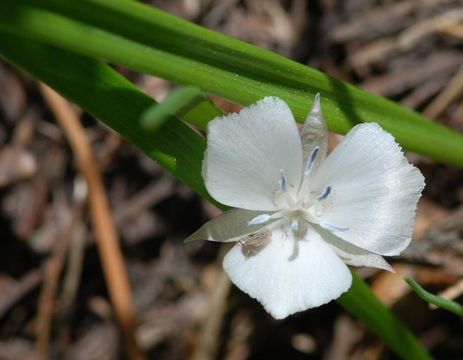 Image of Sierra mariposa lily