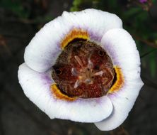 Image of superb mariposa lily